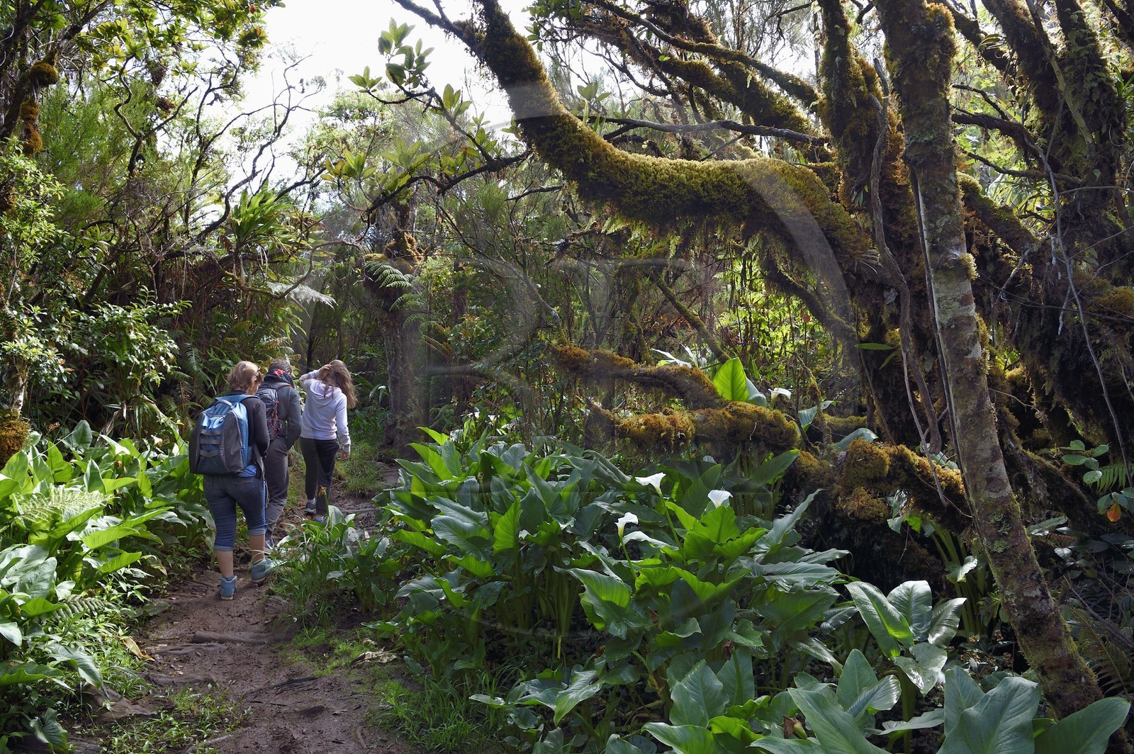 France, Ile de la Reunion, Parc National de la Réunion classé Patrimoine Mondial de l'UNESCO, La Plaine des Palmistes, forêt de Bébour, sentier de randonnée Bras Cabot