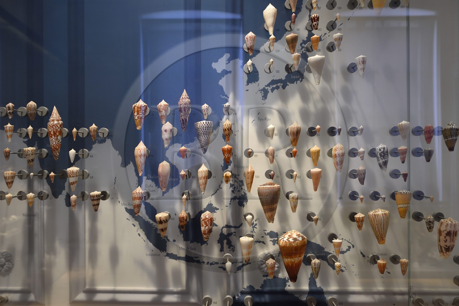 France, Charente-Maritime (17), La Rochelle, le Muséum d'histoire naturelle (muséum Lafaille), collection de cones du 1er étage