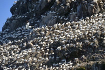 France, Cotes-d'Armor, Perros-Guirec, Sept-Iles Archipelago and bird sanctuary, Rouzic island, northern gannets colony (Morus bassanus), single point of nesting in France for more than 20,000 couples