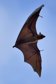 France, Mayotte island (French overseas department), Grande-Terre, Nyambadao, Sakouli beach, Giant bat, called Seychelles flying fox (Pteropus seychellensis comorensis)