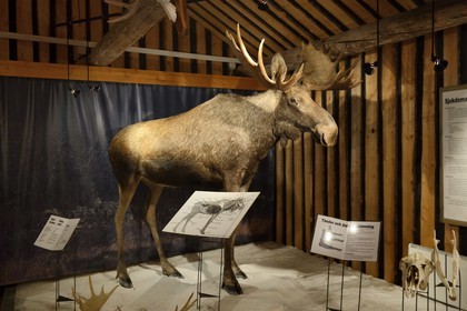 Suède, Comté de Vasterbotten, région d'Umea, Bjurholm, le Maison de l'Elan (Algens Hus), élevage