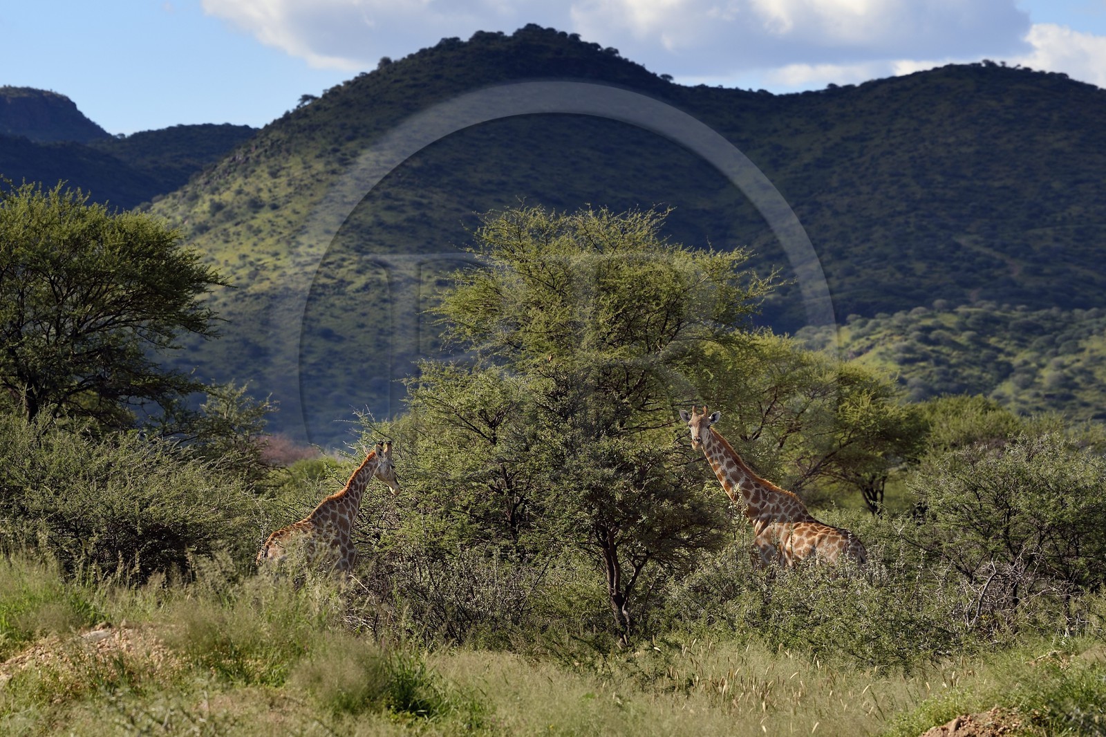 Namibie, région de Khomas, nord de Windhoek, Okapuka Ranch, girafes (Giraffa camelopardalis)