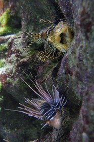 France, Charente-Maritime (17), La Rochelle, Aquarium La Rochelle, Mention obligatoire, zone indo-pacifique, poisson-scorpion à antennes (Pterois antennata)