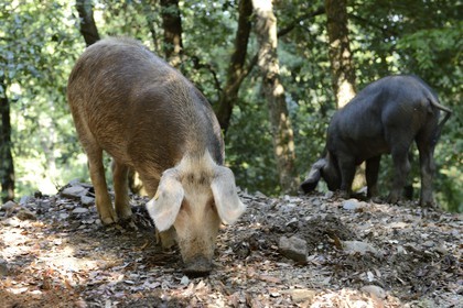 France, Haute Corse, Casinca region in Castagniccia, pigs in the wild