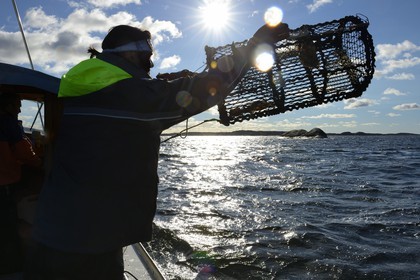 Sweden, Västra Götaland, Koster Islands, out to sea to retrieve lobster traps, the fisherman rejects empty lockers at sea
