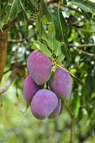 France, Ile de la Reunion, Saint-Louis, mangues sur un manguier