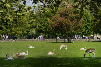 France, Rhone, Lyon, Parc de la Tete d'Or (Tete d'Or park), the deer park