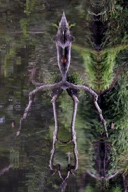 Gabon, province de Ogooué- Maritime, Parc National du Loango, site de Akaka dans la lagune du Fernan Vaz (Nkomi), l'esprit de la Forêt