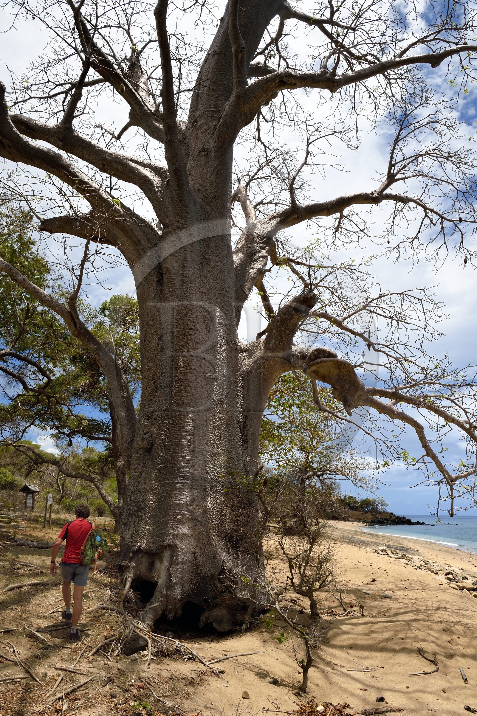 France, Ile de Mayotte, Grande-Terre, M'Tsamoudou, pointe de Saziley, randonneur sur le sentier de grande randonnée faisant le tour de l'ile, baobab sur la plage