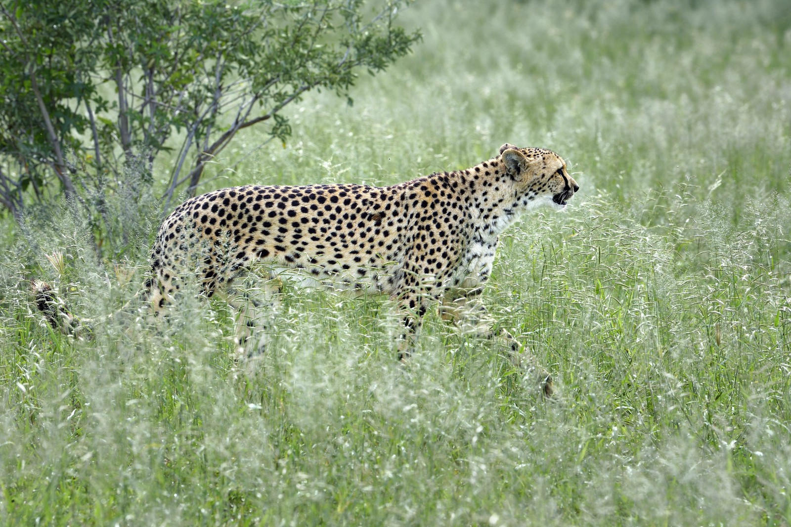Namibie, Otjiwarongo, Cheetah Conservation Fund, centre de recherche et d'éducation, guépard (Acinonyx jubatus)