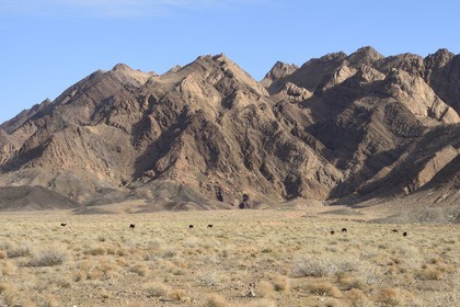 Iran, Province d'Ispahan, désert du Dasht-e Kavir, Mesr dans la région de Khur et Biabanak, dromadaires (Camelus dromedarius) au pied de la chaine de montagne de Dareh bidan