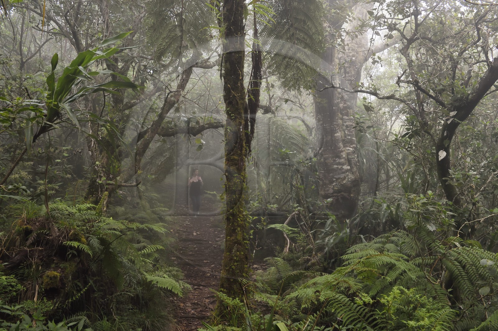 France, Reunion island (French overseas department), Le Tampon, Forest of Our Lady of Peace along the Riviere des Remparts on the slopes of the Piton de la Fournaise volcano