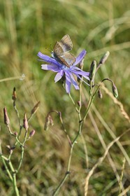 France, Dordogne (24), parc naturel régional Périgord Limousin, Périgord Vert, commune de La Rochebeaucourt-et-Argentine, plateau d'Argentine, papillon Argus brun (Aricia agestis)