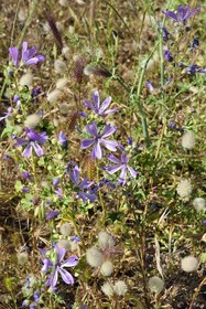 France, Var, Six Fours les Plages,