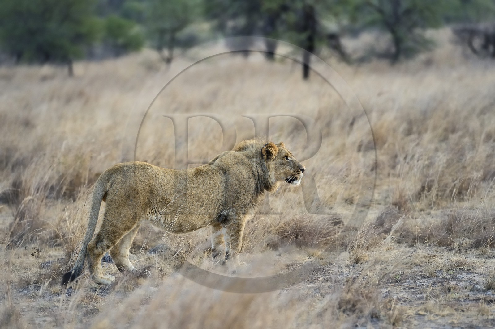 Zimbabwe, province des Midlands, Gweru, Antelope Park qui abrite ALERT (African Lion and Environmental Research Trust), jeune lion (panthera leo)