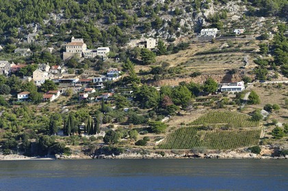 Croatie, Dalmatie, cote dalmate, cote sud de l'Ile de Brac, village de Murvica, vignoble