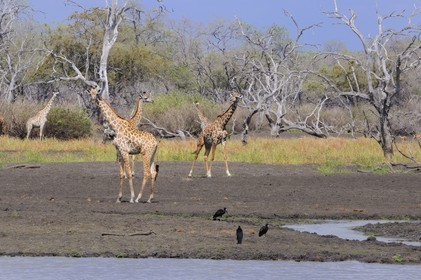 Tanzanie, Reserve de gibier de Selous une des plus grandes zones protégées au monde et inscrite sur la liste du patrimoine mondial de l’Unesco depuis 1982, girafes (Giraffa camelopardalis) en bordure de la rivière Rufiji en saison sèche