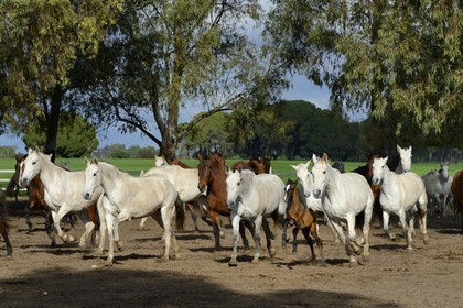 Espagne, Andalousie, province de Séville, Utrera, le haras Ayala (Yeguada Ayala), Pure race espagnole ou PRE (Pura Raza Espanola)