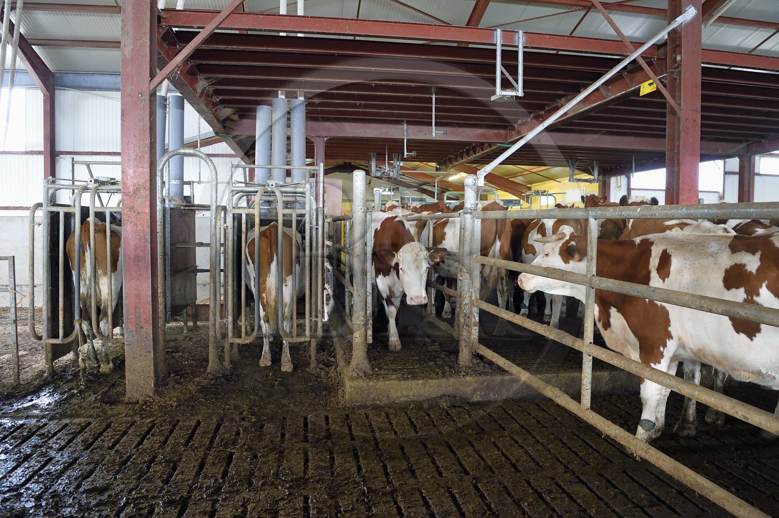 France, Cantal, Sainte-Marie, La Terrisse hamlet, montbéliarde dairy cow breeding from Cantagrel farm, evening milking