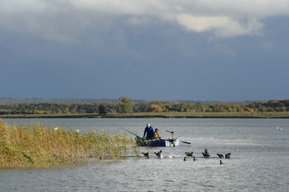 France, Meuse (55), Parc régional de Lorraine, Cotes de Meuse, Heudicourt-sous-les-Côtes, pêcheurs sur le lac de la Madine, envol de Foulques macroules (Fulica atra)