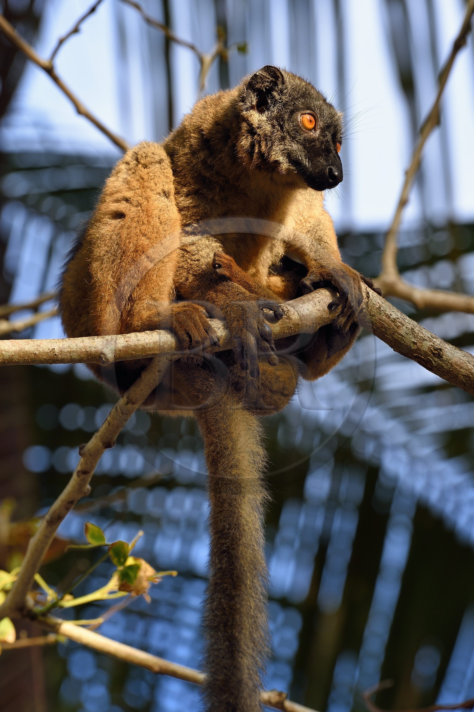 France, Ile de Mayotte, Grande-Terre, Kani-Keli, le Jardin Maoré à la plage de N’Gouja, Lémur fauve (Eulemur fulvus mayottensis) appelé aussi maki