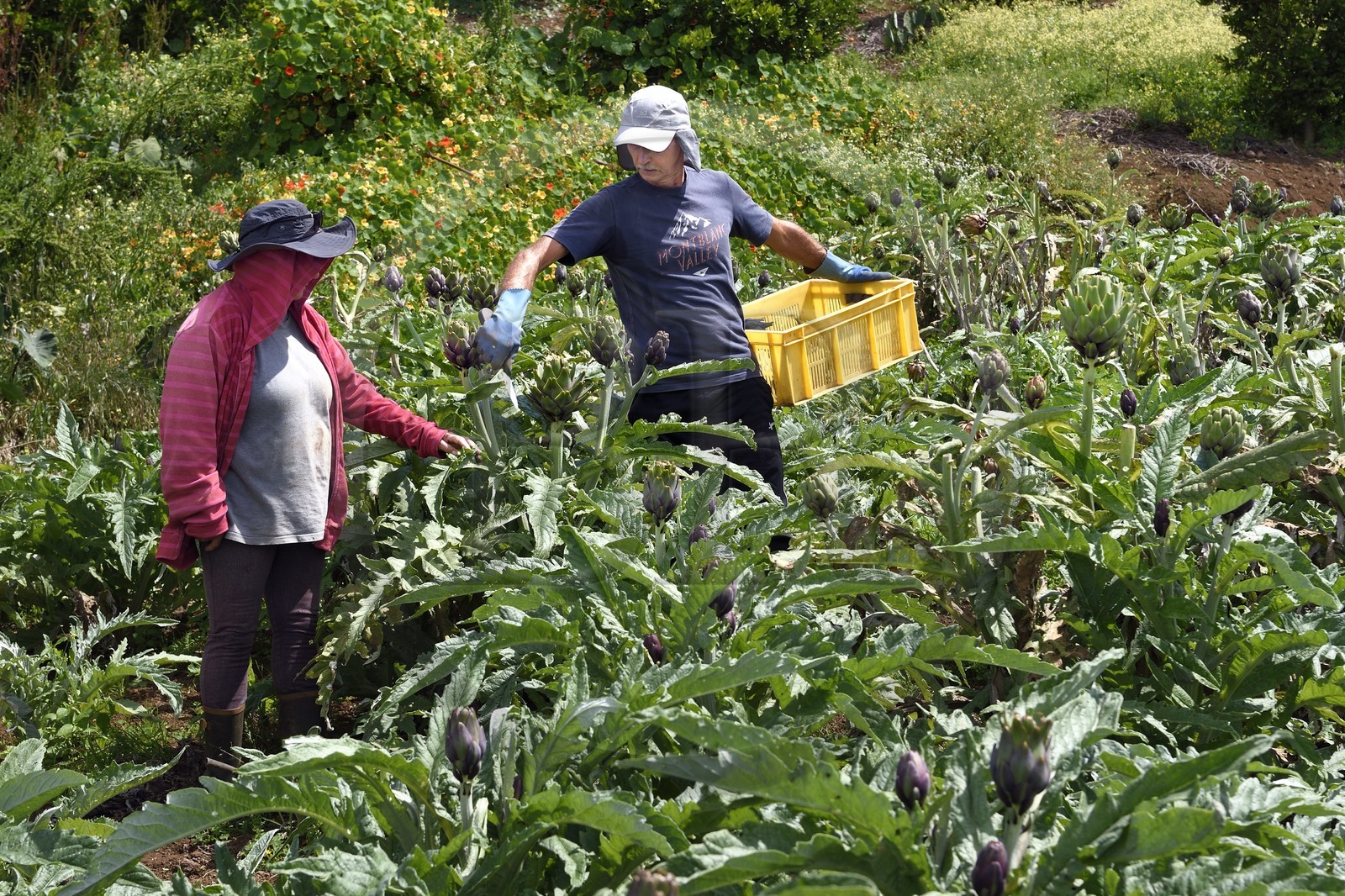 France, Ile de la Reunion, Le Tampon, la Plaine des Cafres, les agriculteurs Jacqueline et Jean-Pierre Lacaille dans leur champ d'artichauts