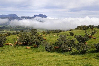 France, Reunion island (French overseas department), herd of cows on the foot of the slopes of the volcano Piton de la Fournaise, the Plaine des Cafres and former Piton des Neiges volcano in the background