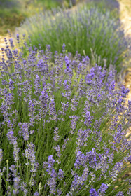 France, Drome, Drome Provencale, Sault district, Ferrassieres, lavender field, there is only one sprig unlike lavandin which has three