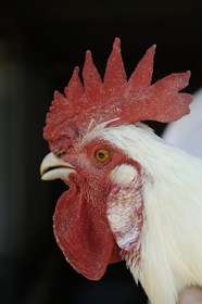 France, Saône et Loire (71), Sornay, volaille de Bresse, un coq pattes bleues