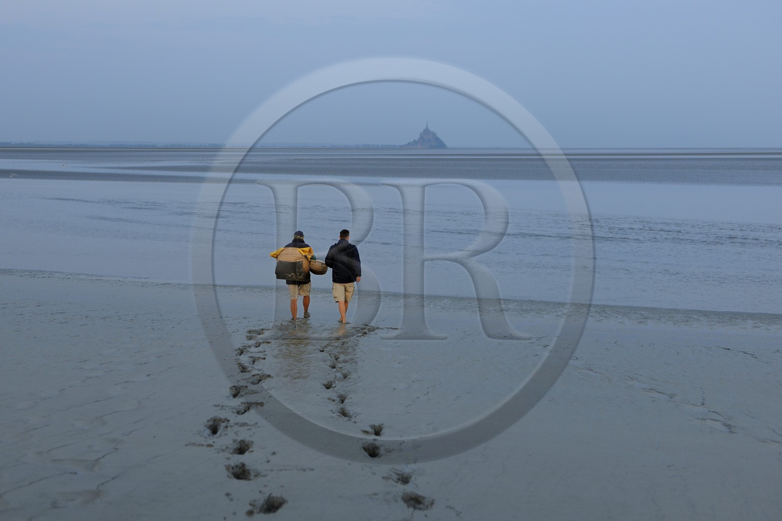 France, Manche, Bay of Mont Saint Michel, strand fisherman Guy Jugan on his way to lift his nets full of Crangon crangon shrimps (grey shrimp)