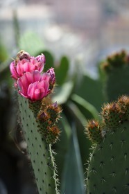 France, Alpes-Maritimes (06), Nice, fleur de cactus