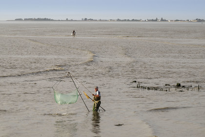 France, Charente-Maritime (17), Port-des-Barques, pêcheur au carrelet et cycliste empruntant le tombolo de la Passe aux Boeufs qui relie le continent à l'Ile Madame à marée montante en arrière plan