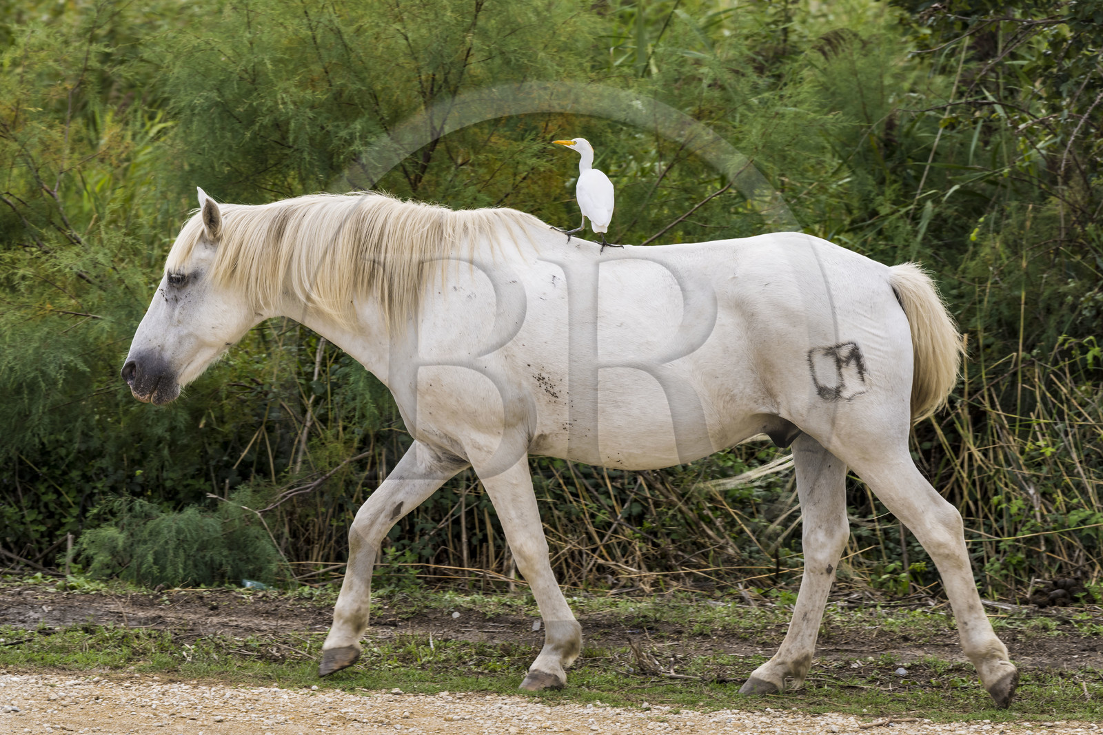 France, Gard (30), Vauvert, la Petite Camargue, canal du Rhône à Sète, héron garde boeuf (Bubulcus ibis) sur le dos d'un cheval camarguais