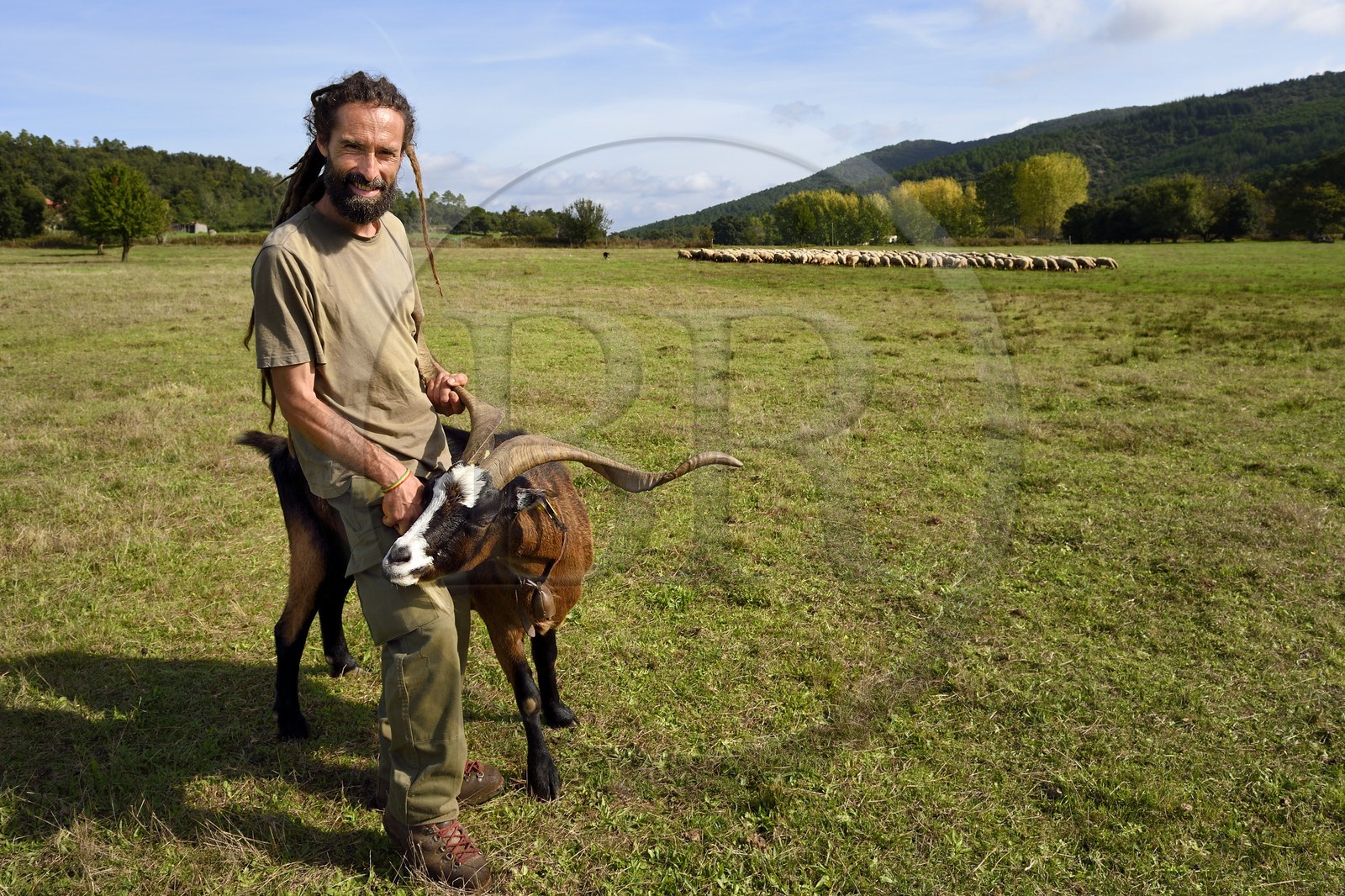 France, Var (83), Massif des Maures, Collobrières, plateau Lambert, le berger Laurent Ripert avec son bélier