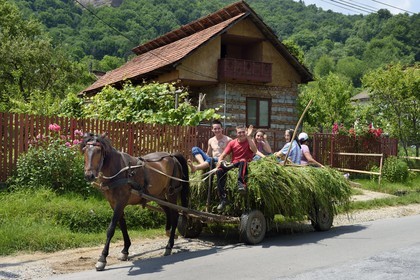 Romania, Wallachia, Muntenia, Arges County, transport of hay in a horse cart
