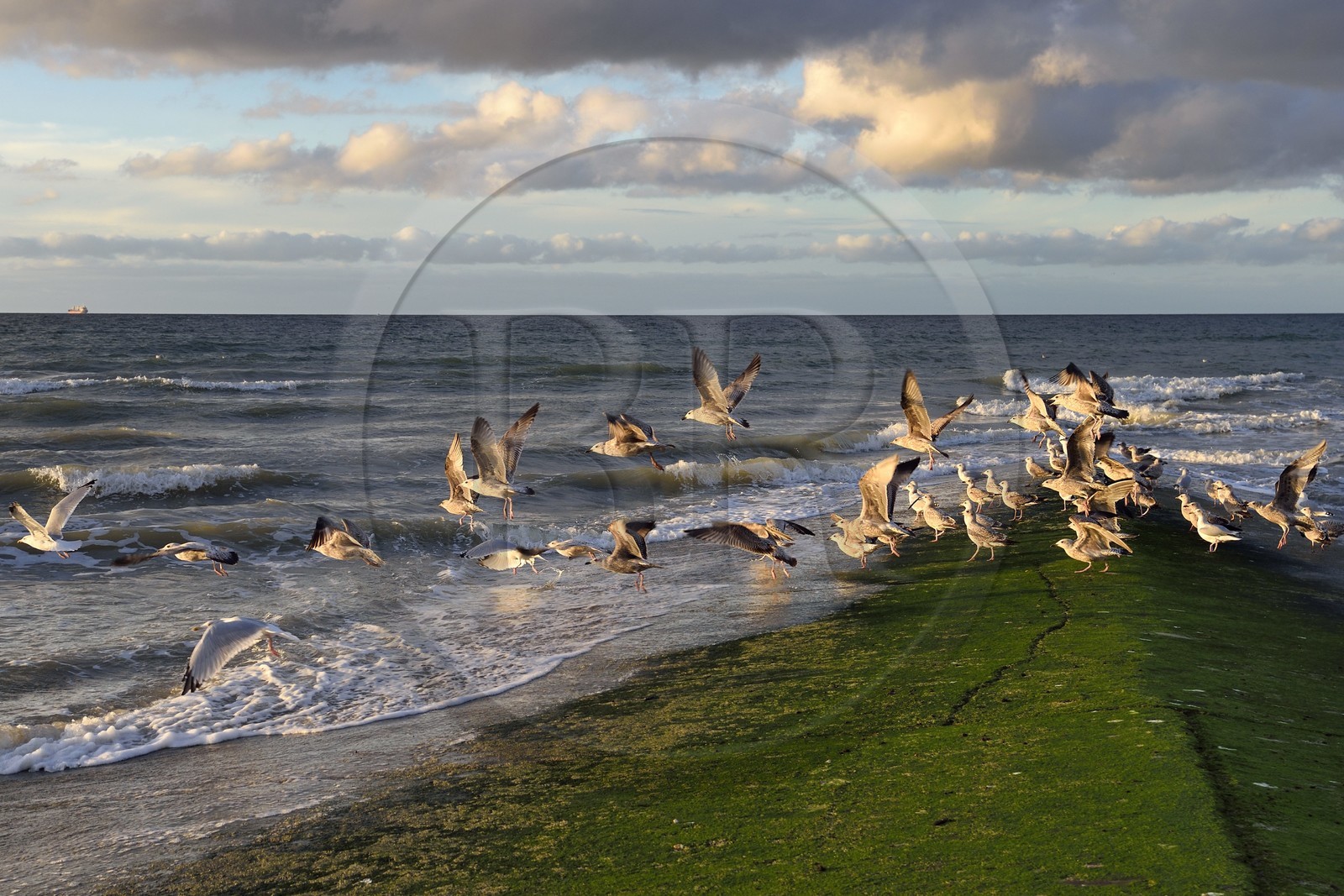 France, Calvados (14), Pays d'Auge, la côte Fleurie, Cabourg, goélands prenant leur envol sur la plage de la station balnéaire France, Calvados (14), Pays d'Auge, la côte Fleurie, Cabourg, goélands prenant leur envol sur la plage de la station balnéaire