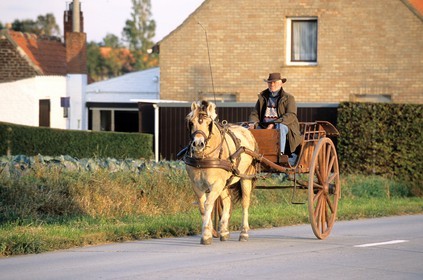 Belgique, Flandre-Occidentale, région des Monts-de-Flandre, attelage sur la route