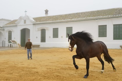 Espagne, Andalousie, province de Séville, Utrera, Finca El Pinganillo, le haras de la propriété, entrainement d'un Pure race espagnole ou PRE (Pura Raza Espanola)