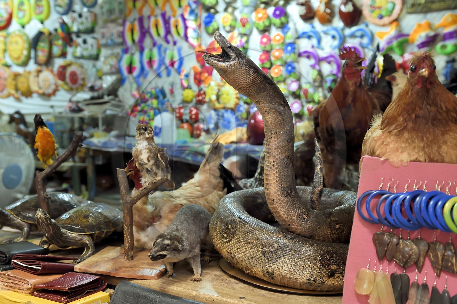 Nicaragua, Masaya, le marché Mercado Municipal Ernesto Fernandez, serpent empaillé