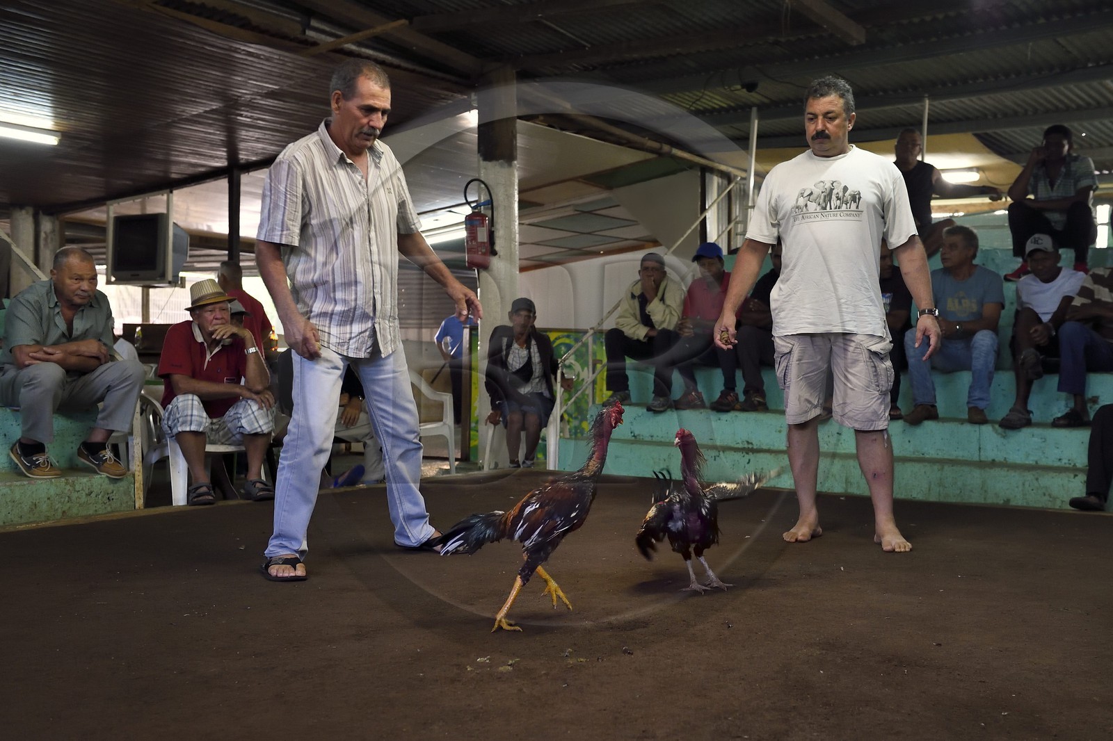 France, Reunion island (French overseas department), Petit Tampon, cockfight in the Rond de Coq