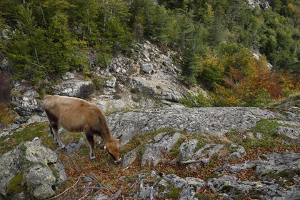 France, Haute Corse, Vivario, hiking on the GR 20, between Onda refuge and Vizzavona, Vizzavona forest, cow grazing beside the Englishmen cascades, waterfalls group in the Agnone valley under the Monte d'Oro