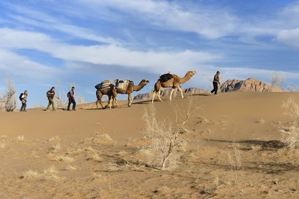 Iran, Province d'Ispahan, désert du Dasht-e Kavir, Mesr dans la région de Khur et Biabanak, caravane de dromadaires lors d'une randonnée chamelière