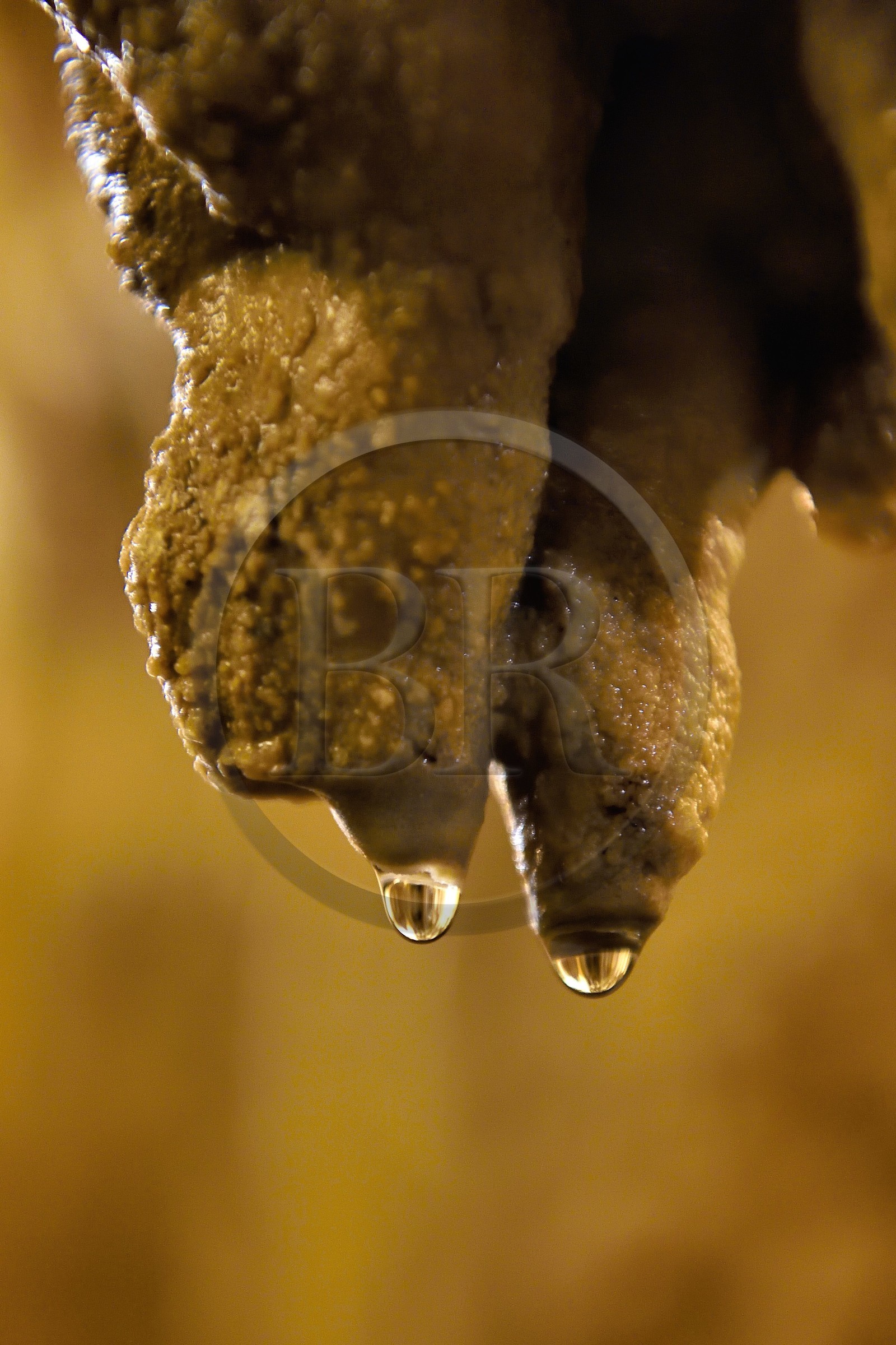 France, Dordogne, Perigord Vert, Villars, Villars Cave, concretions in caves, stalactite in formation