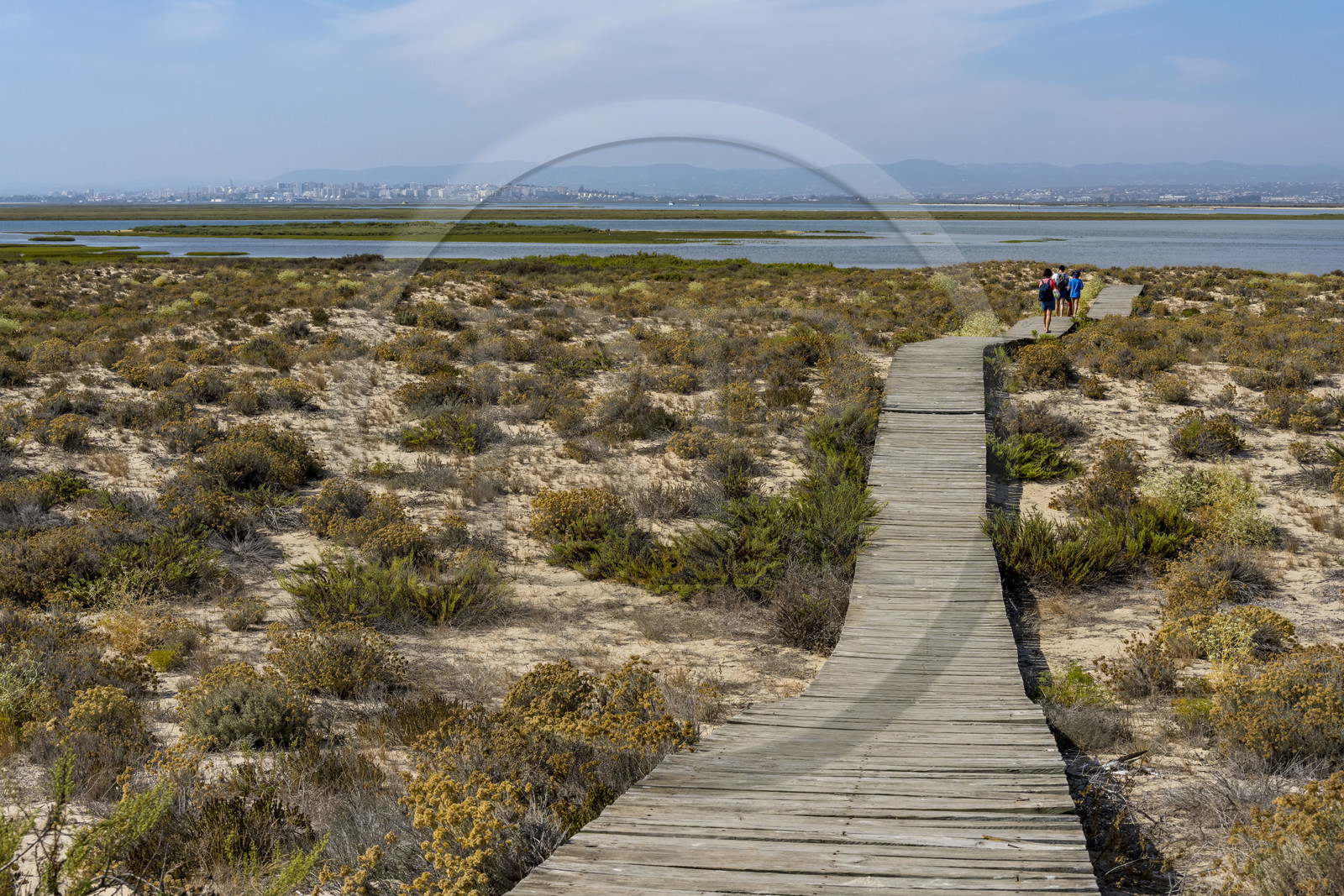 Portugal, Algarve, Parc naturel de la Ria Formosa, Faro, chemin de planches de bois sur l'Ile de Barreta ou Deserta (Ilha da Barretta ou Deserta)