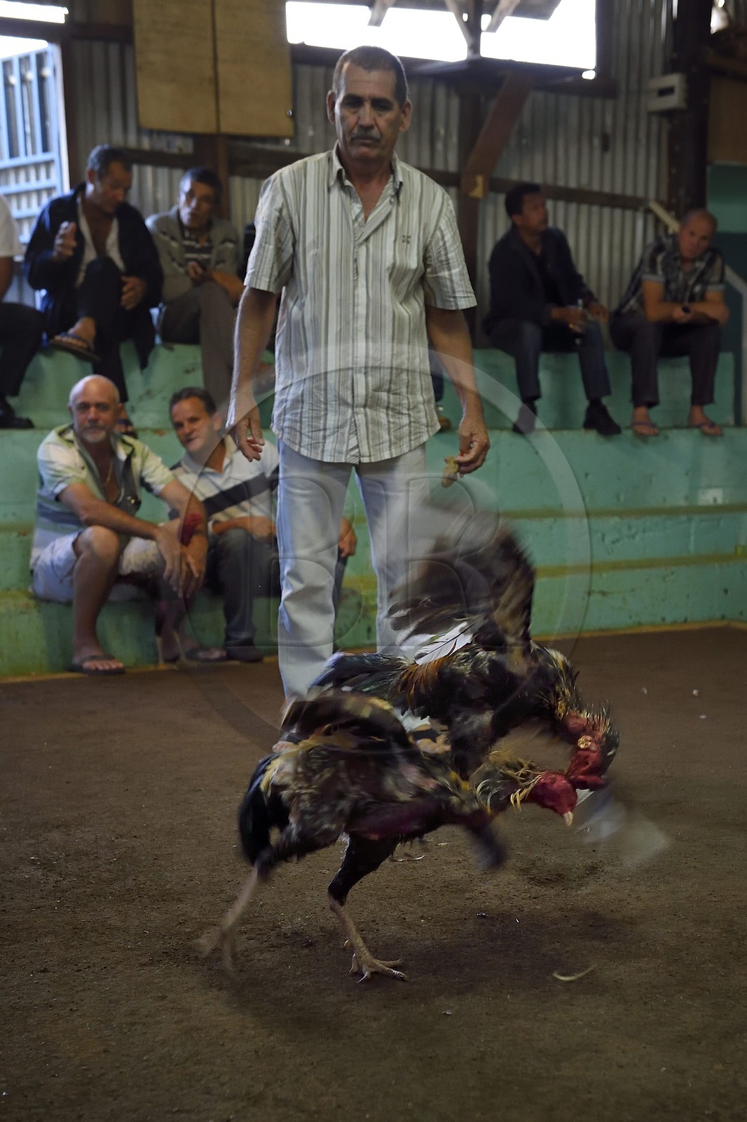 France, Ile de la Reunion, Petit Tampon, combat de coqs dans le Rond de Coq