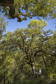France, Var, Provence Verte (Green Provence), Bras, Academie du Bain de Foret Provencale (Academy of Forest Bathing in Provence), forest of the domaine Le Peyrourier - une campagne en Provence