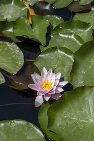 Italy, Liguria, Province of Imperia, Ventimiglia, Hanbury Botanical Garden, Lotus flower