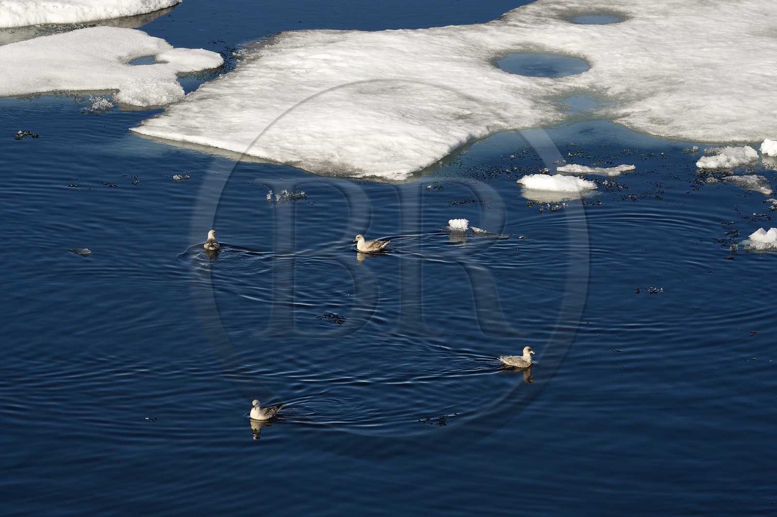 Groenland, cote Nord-Ouest, Smith sound, Fulmar boréal (Fulmarus glacialis) sur la banquise entrain de fondre