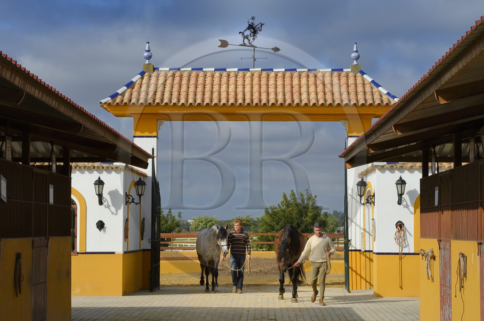 Espagne, Andalousie, province de Séville, Utrera, le haras Ayala (Yeguada Ayala), Pure race espagnole ou PRE (Pura Raza Espanola)