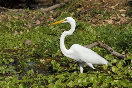Nicaragua, Ile d'Ometepe réserve mondiale de Biosphère sur le lac Nicaragua, marais le long du Rio Istian, Grande Aigrette (Ardea alba)